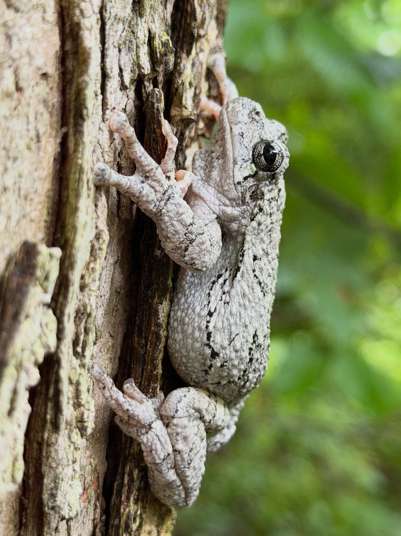 A Frozen Frog That Wakes Up In Spring A Frozen Frog That Wakes Up In Spring