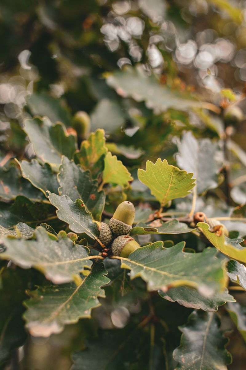 A Full Year Squeezed Into One Oak Shrub A Full Year Squeezed Into One Oak Shrub