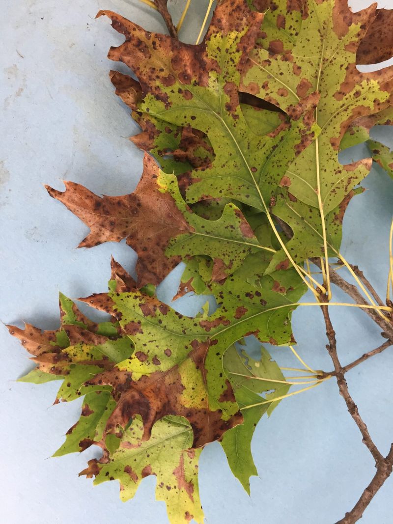A Fungus Called Tubakia Iowensis Behind The Brown Leaves