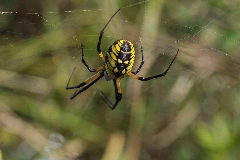 A Gardener's Secret Pest Patrol