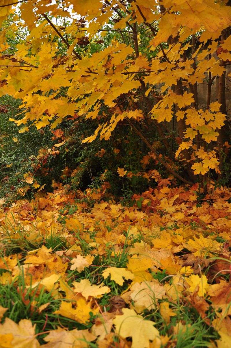 A Gentle Move To A Leafy Backyard Bed A Gentle Move To A Leafy Backyard Bed