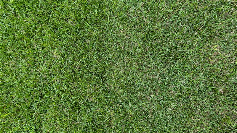 A Gentle Recovery Plan For Tired Turf A Gentle Recovery Plan For Tired Turf