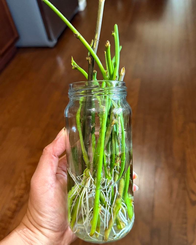 A Glass Jar Of White Roots By Winter
