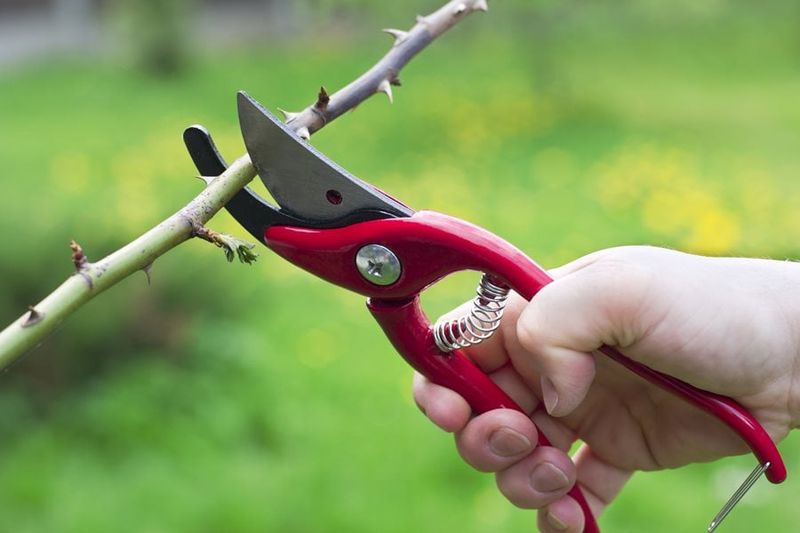 A Good Fall Pruning