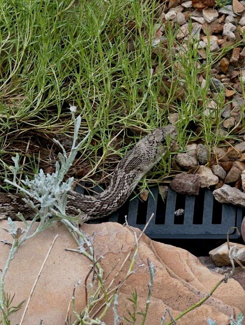 A Gopher Snake May Be Using What Your Yard Offers