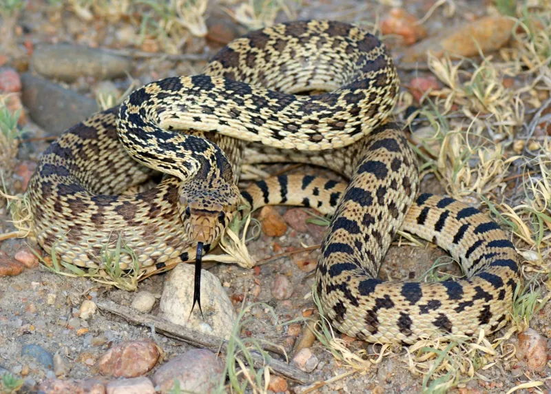 A Gophersnake Fits Many Low-Desert Sightings A Gophersnake Fits Many Low-Desert Sightings