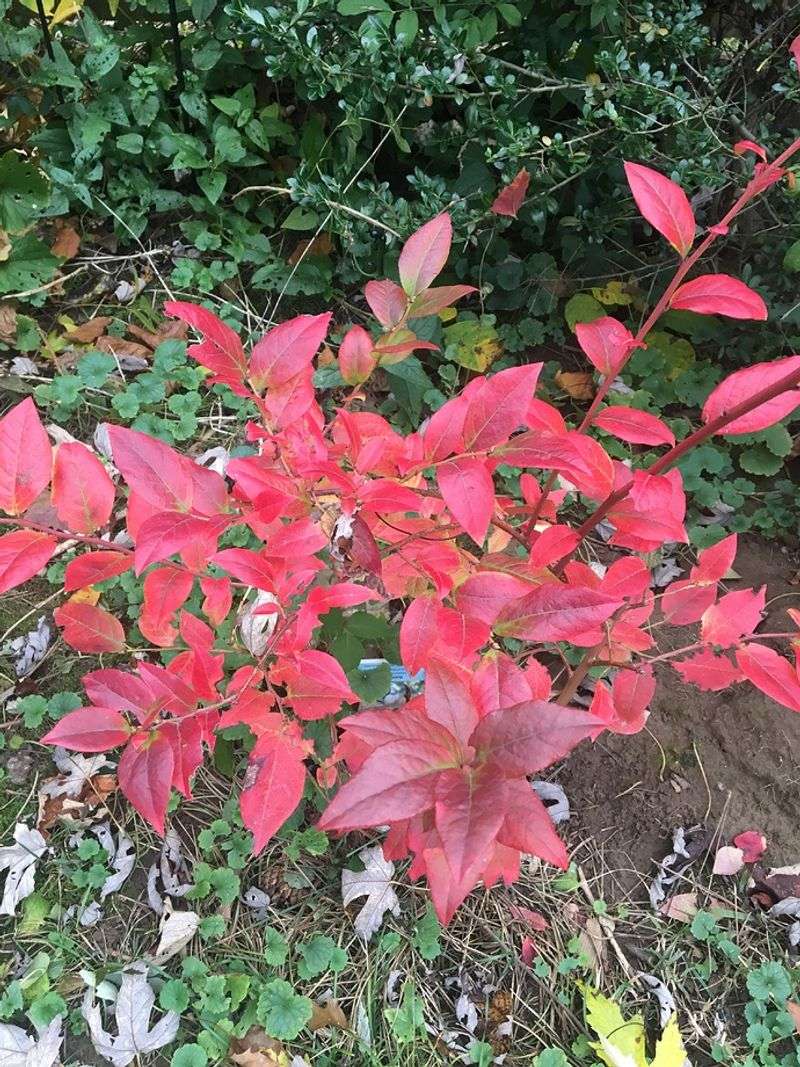 A Gradual Fall Color Change May Be Completely Normal A Gradual Fall Color Change May Be Completely Normal