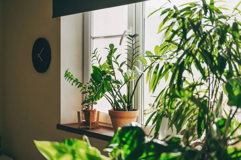A Gradual Transition Can Help Plants Adjust To Indoor Conditions