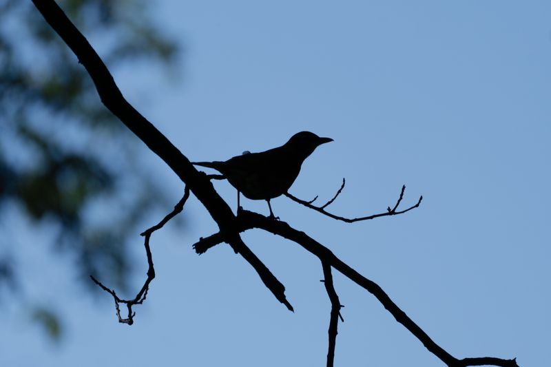 A Gray Silhouette Worth Learning By Heart
