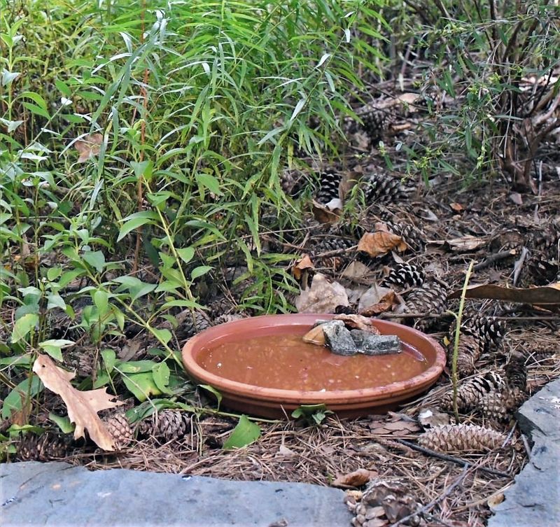 A Ground-Level Water Dish in Your Arizona Yard A Ground-Level Water Dish in Your Arizona Yard