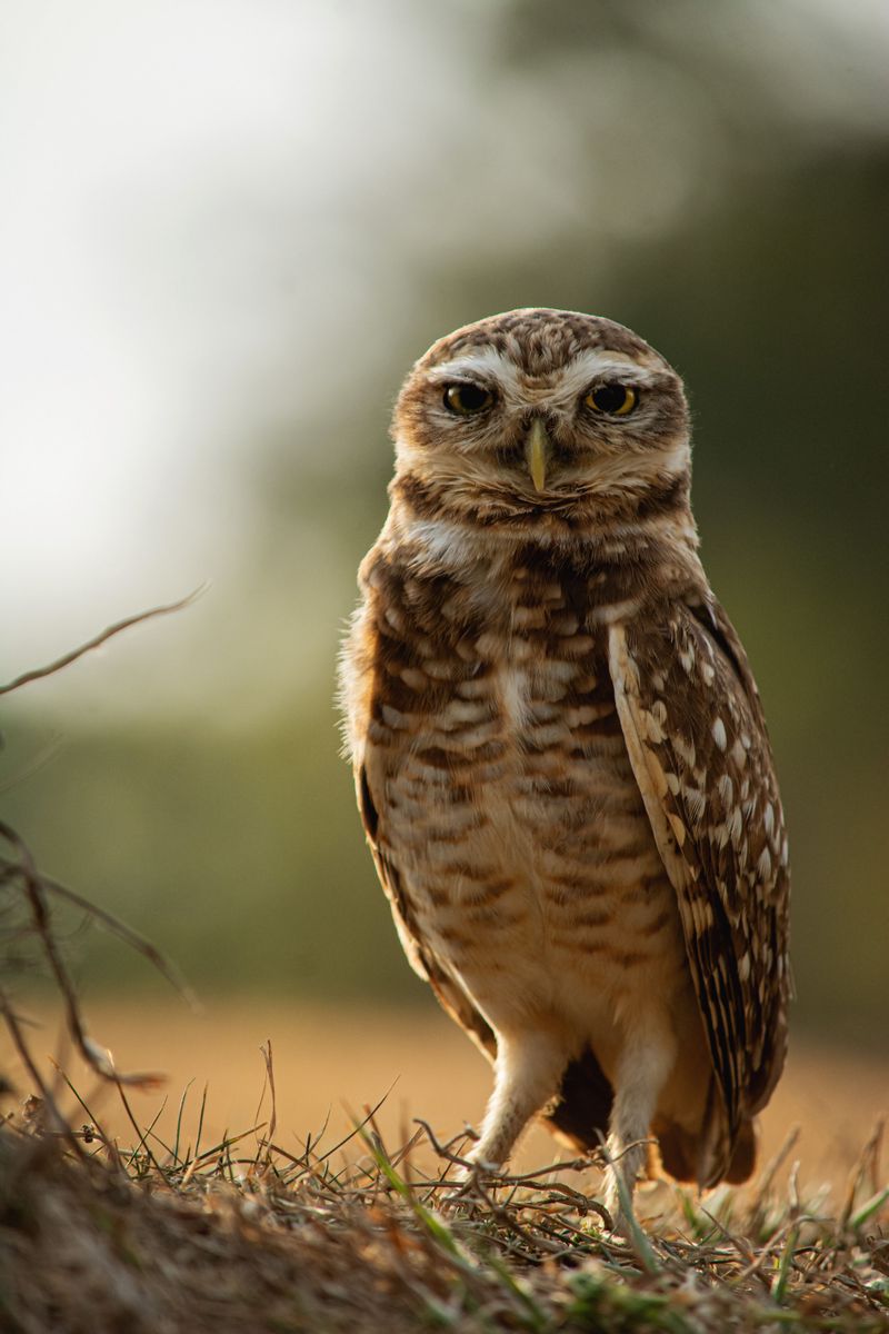 A Grounded Or Injured Owl And The Right Response A Grounded Or Injured Owl And The Right Response