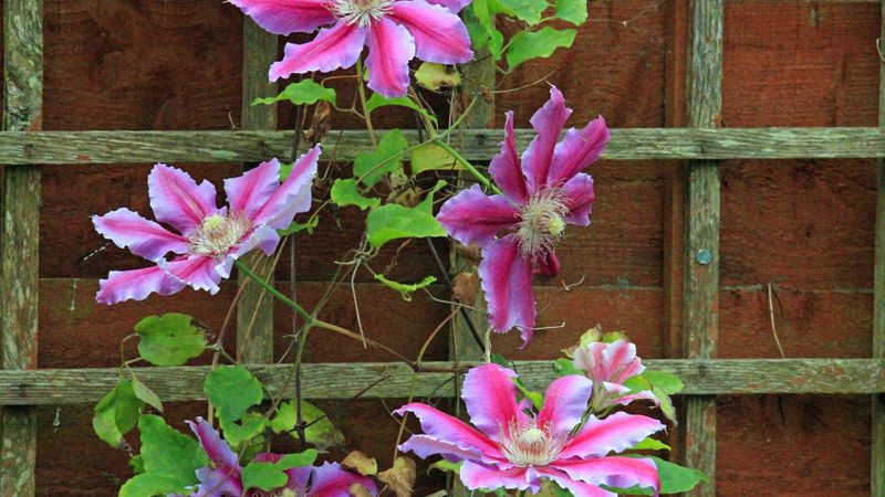A Hard Cut Can Remove Future Flowering Wood A Hard Cut Can Remove Future Flowering Wood