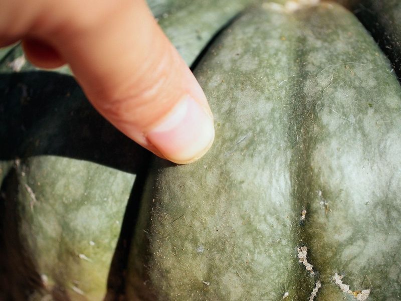 A Hard Rind Growers Can Trust A Hard Rind Growers Can Trust