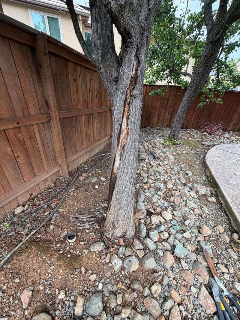 A Hazardous Tree Can Put You On The Hook A Hazardous Tree Can Put You On The Hook