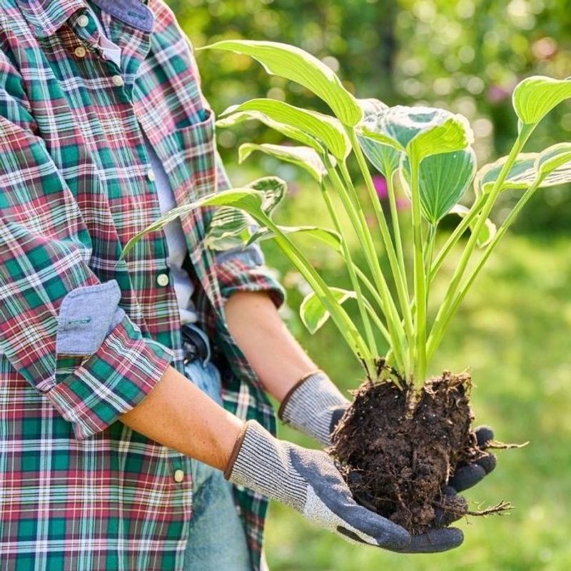 A Head Start From Warm September Soil