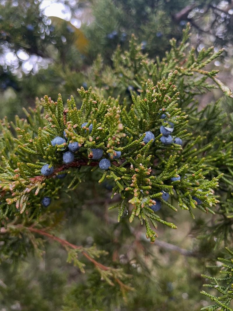 A Healthier Cedar Next Summer