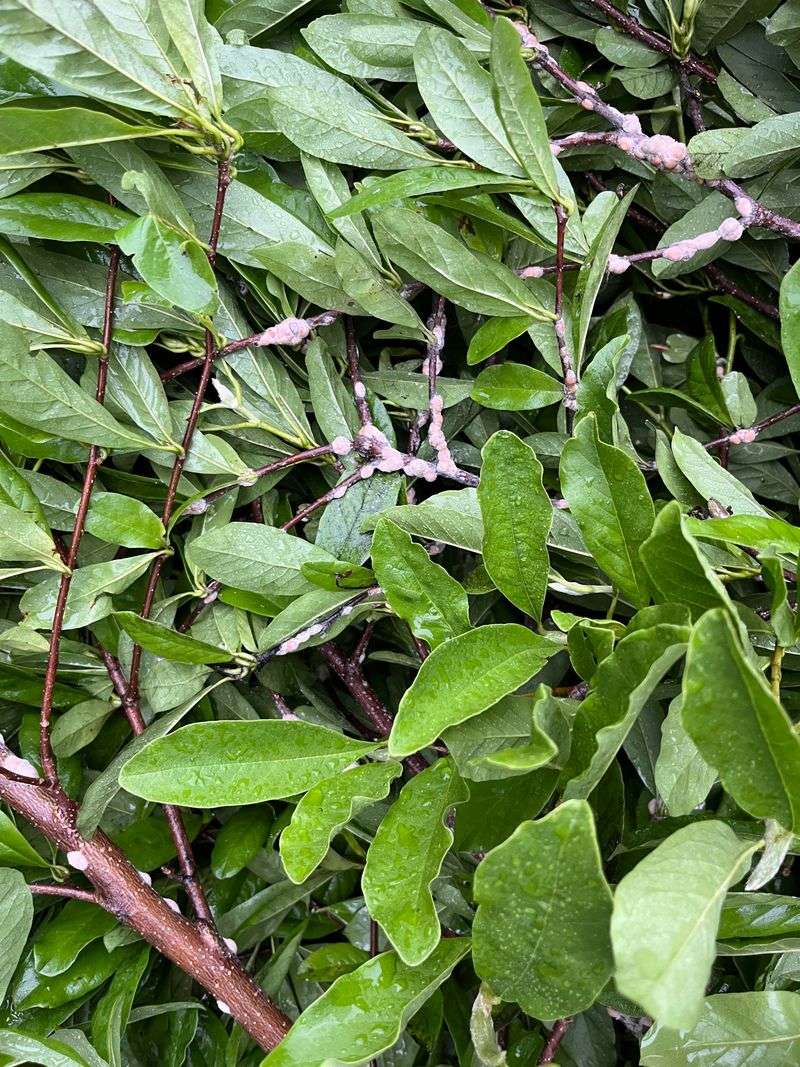 A Healthier Magnolia Next Year