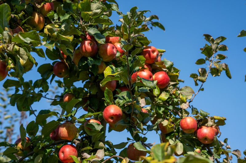 A Healthier Tree And Cleaner Fruit Next Summer A Healthier Tree And Cleaner Fruit Next Summer