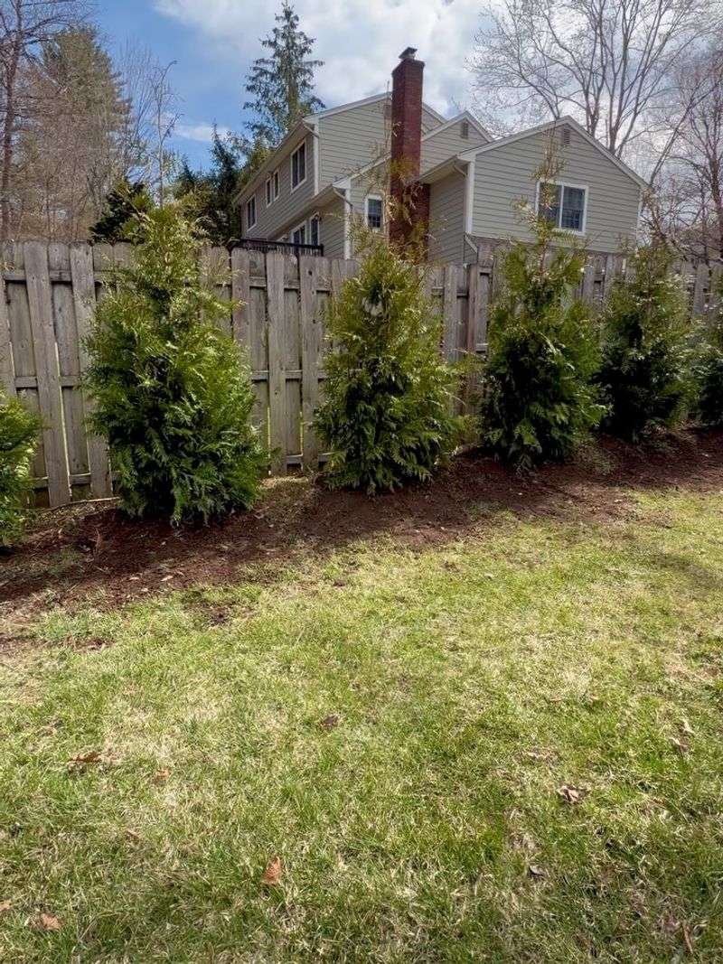 A Healthy Tree By Spring