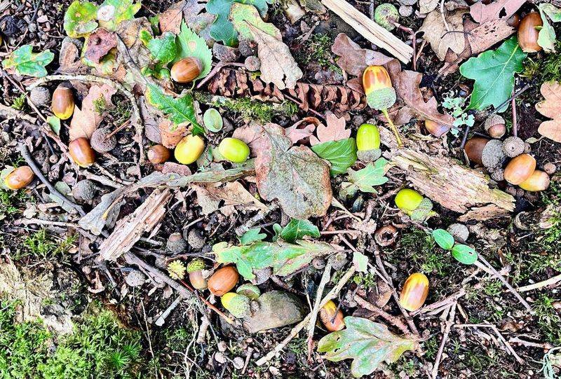 A Heavy Acorn Crop Can Mean More Digging A Heavy Acorn Crop Can Mean More Digging