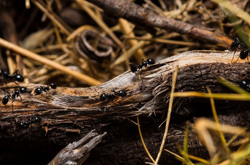 A Hidden Ant Buffet Inside Your Trees