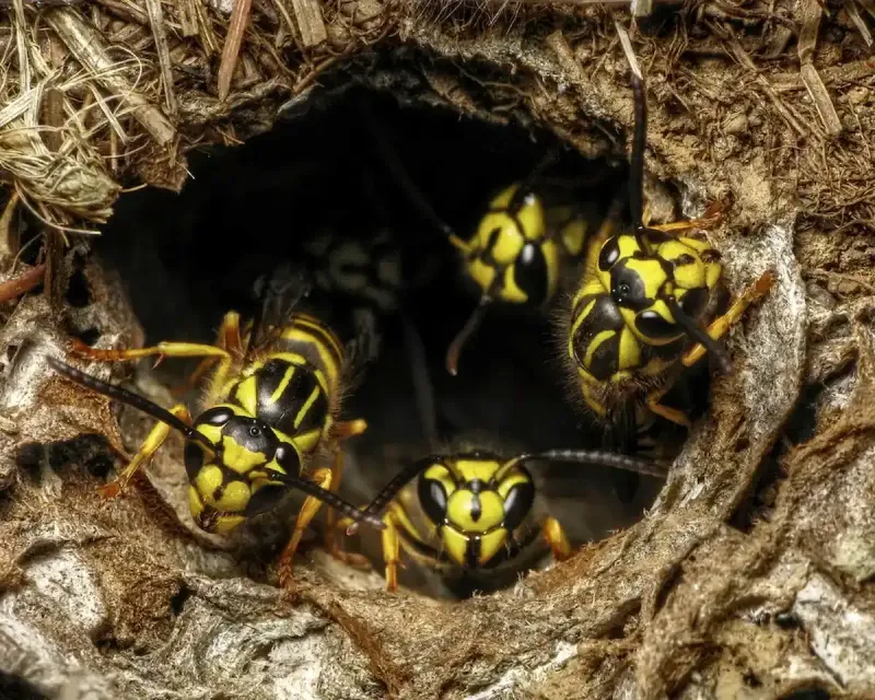 A Hidden Nest Is Nearby A Hidden Nest Is Nearby