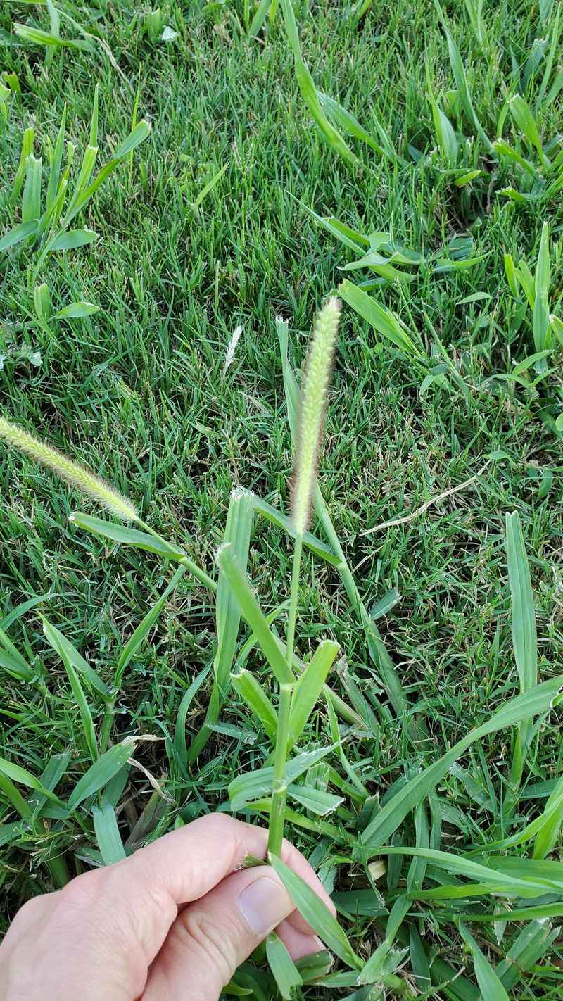 A Hidden Seed Bank Beneath Your Lawn A Hidden Seed Bank Beneath Your Lawn