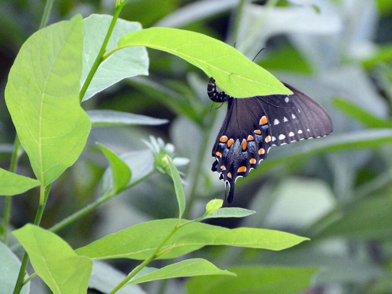 A Host Plant For The Spicebush Swallowtail