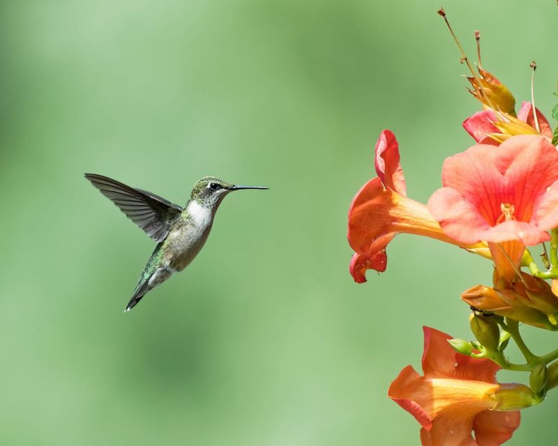 A Hummingbird Magnet For Backyards
