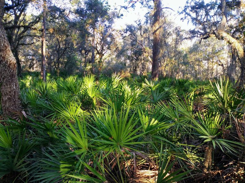 A Keystone Species Feeding Hundreds Of Animals