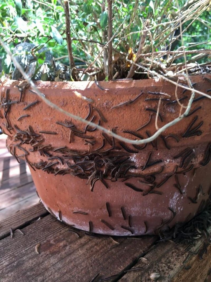 A Large Fall Swarm Rarely Signals Lawn Damage