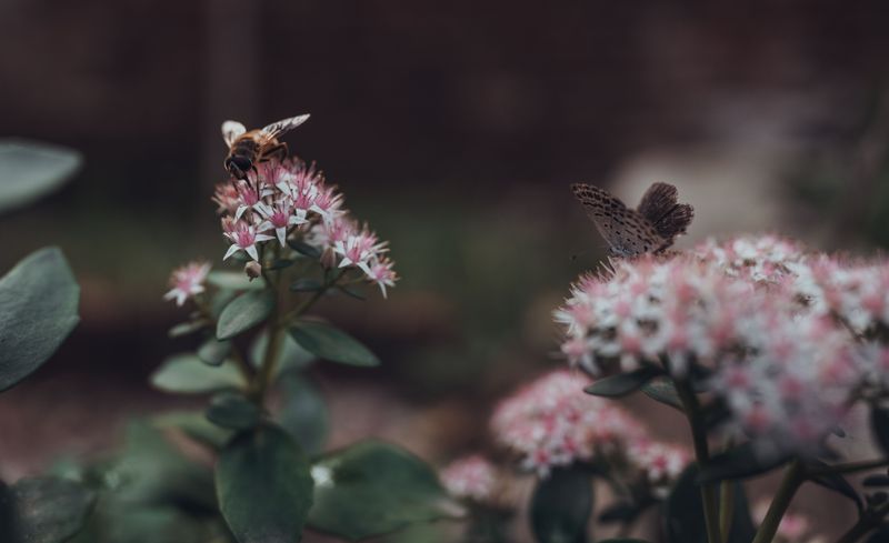 A Late Buffet For Bees, Butterflies, And Flies