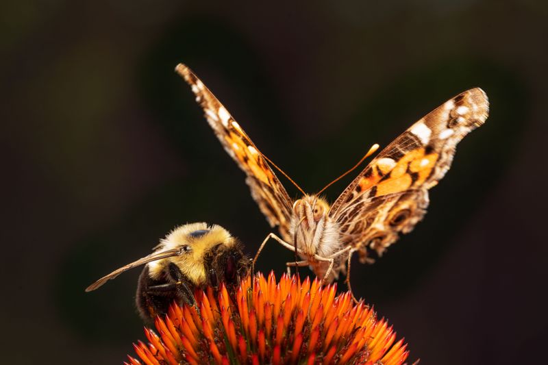 A Late-Season Buffet For Bees And Butterflies