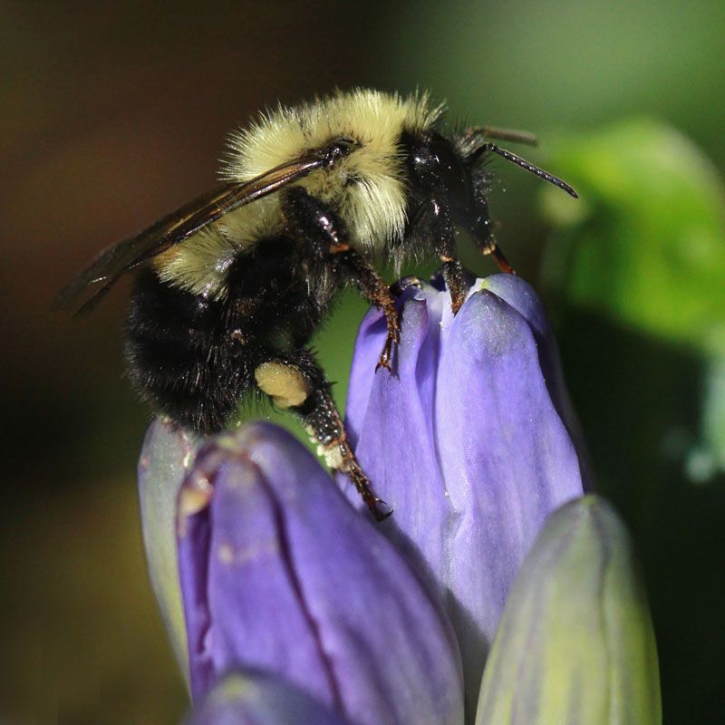 A Late Season Feast For Hungry Queen Bees