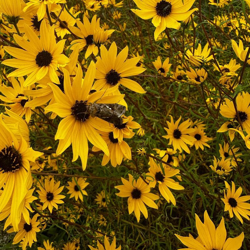 A Late Season Food Source For Pollinators And Birds