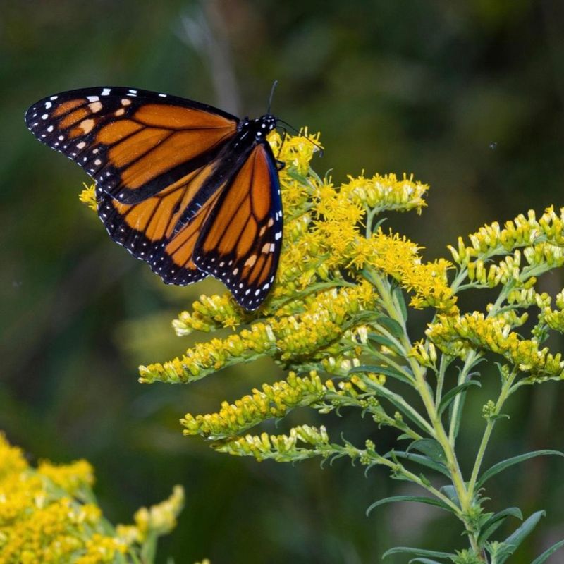 A Late-Season Lifeline For Pollinators A Late-Season Lifeline For Pollinators