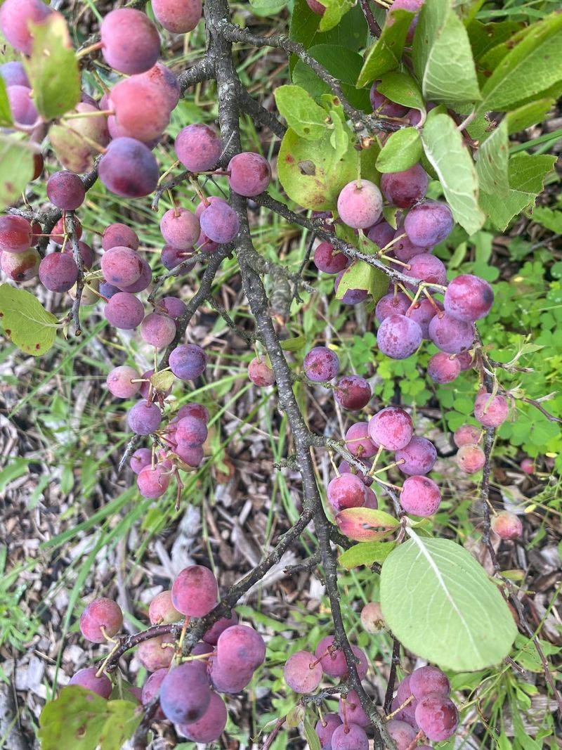 A Late Summer Harvest That Peaks In September A Late Summer Harvest That Peaks In September