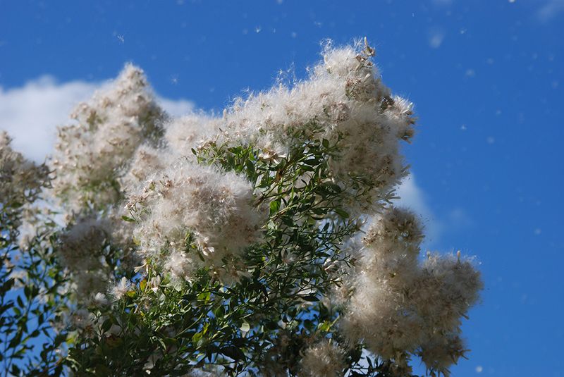 A Late Summer To November Show