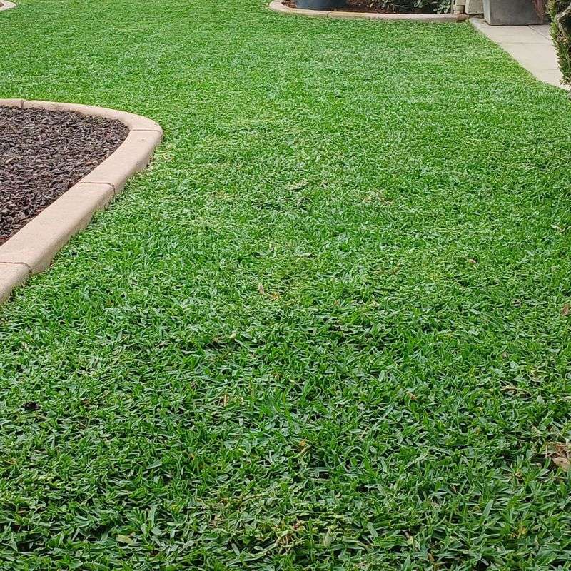 A Lawn That Bounces Back Fast
