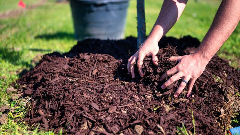 A Layer Of Mulch Protects Bare Garden Soil