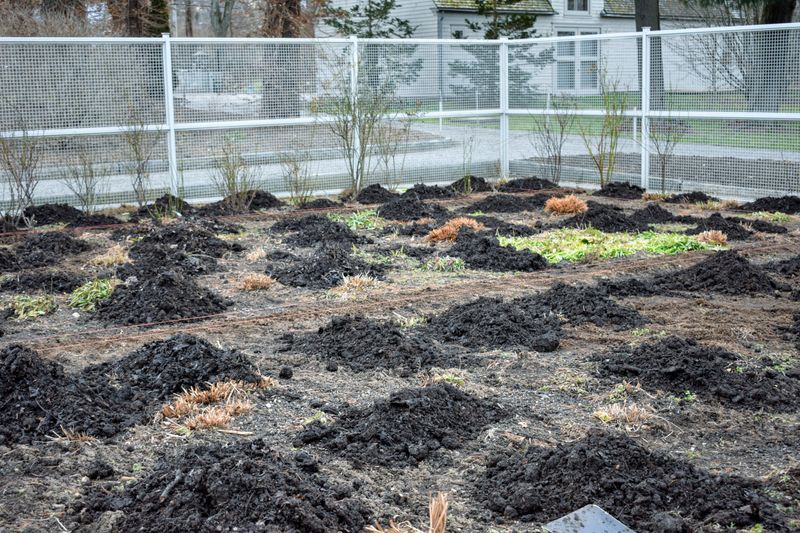 A Light Compost Topdressing Is Usually Enough A Light Compost Topdressing Is Usually Enough
