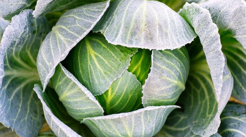 A Light Frost Can Give Cabbage A Flavor Boost A Light Frost Can Give Cabbage A Flavor Boost