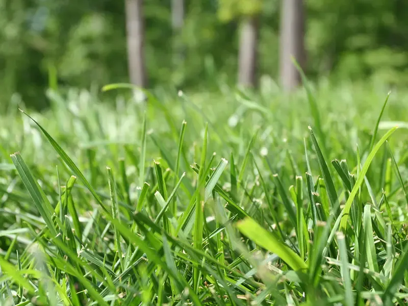 A Little Topdressing Love