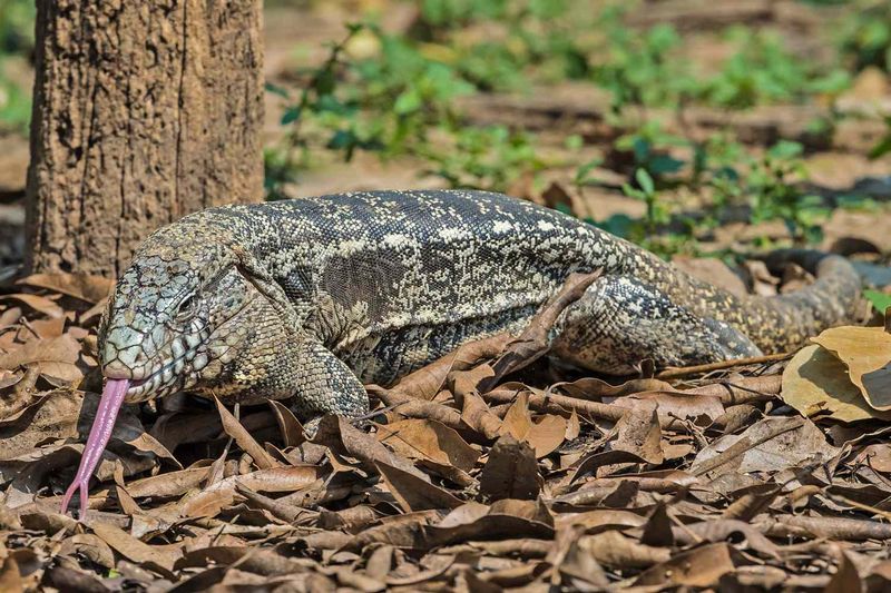 A Lizard This Large Is Worth A Closer Look
