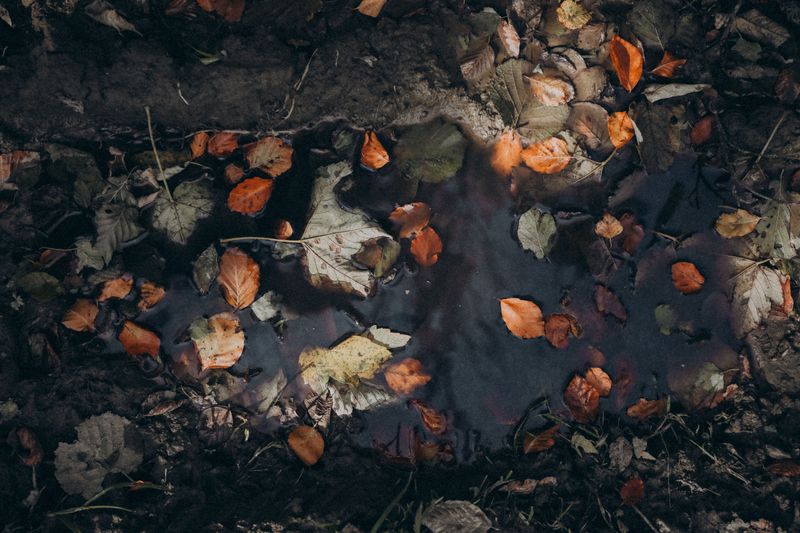 A Long, Slow Soak Before The First Frost