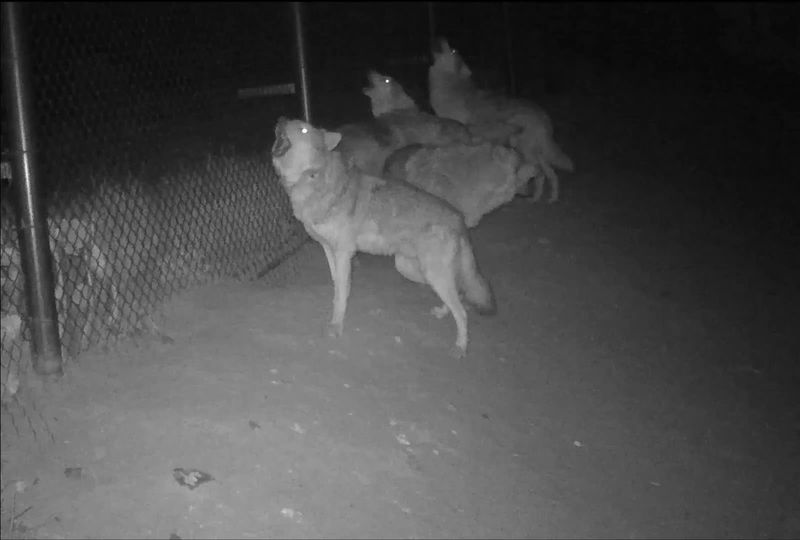 A Loud Chorus Does Not Mean A Large Pack Is Attacking