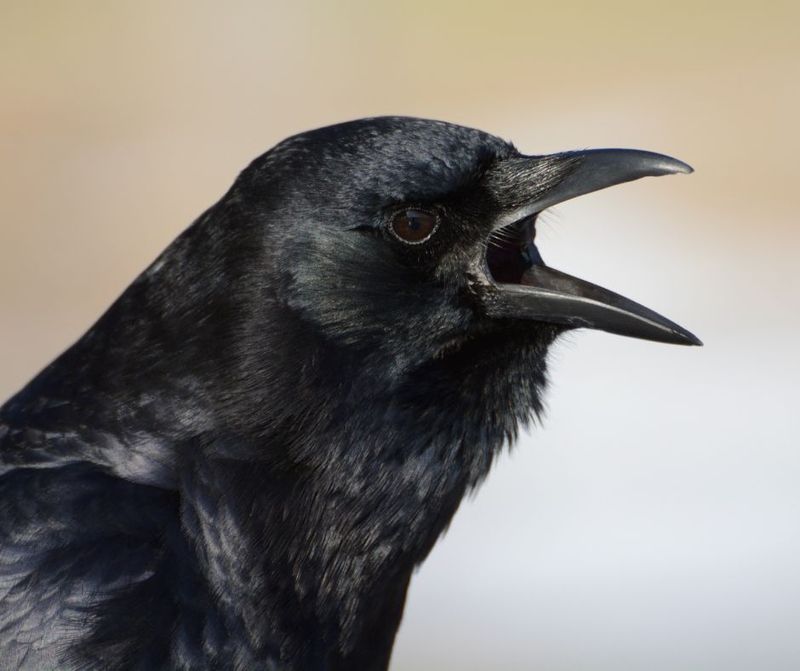 A Loud Group Does Not Mean Trouble