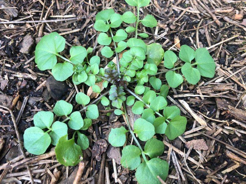 A Low Rosette Hiding In Mulch And Lawn Edges This Fall A Low Rosette Hiding In Mulch And Lawn Edges This Fall