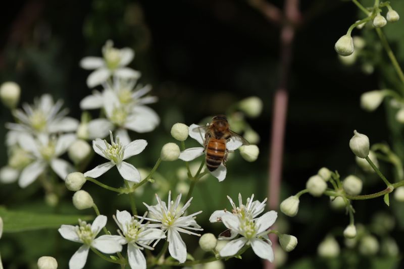 A Magnet For Pollinators And Birds A Magnet For Pollinators And Birds