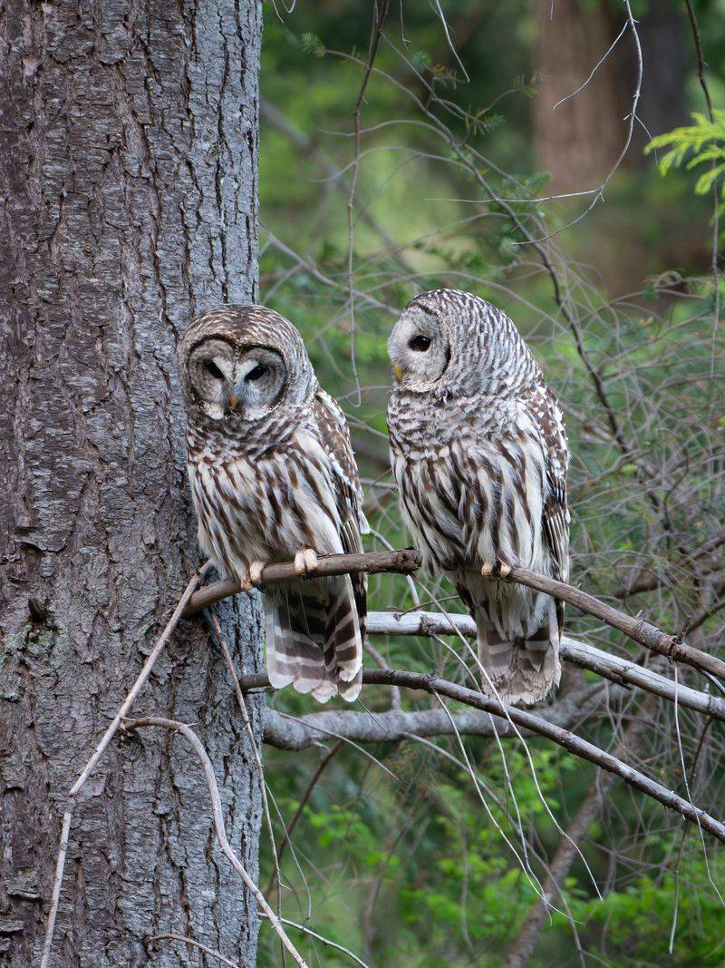 A Mated Pair May Be Communicating
